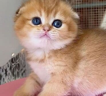 куплю домашнее животное: Открыта бронь на британцев (Scottish Fold) - Окрас: тёплый золотой — 3