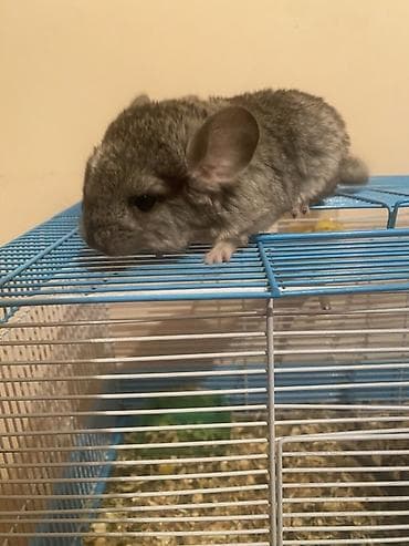 Аквариумы: ГОТОВЫ К БРОНИРОВАНИЮ 3 ШИНШИЛЛЫ 2 мальчика1 девочка Дата рождения — 1