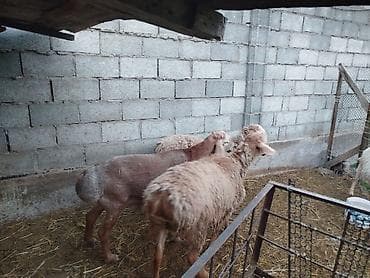 фазан бишкек: Сатам | Козу | Көбөйтүү үчүн | Токту — 3