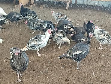 Продаю | Индюк (самец) | Для разведения | Племенные