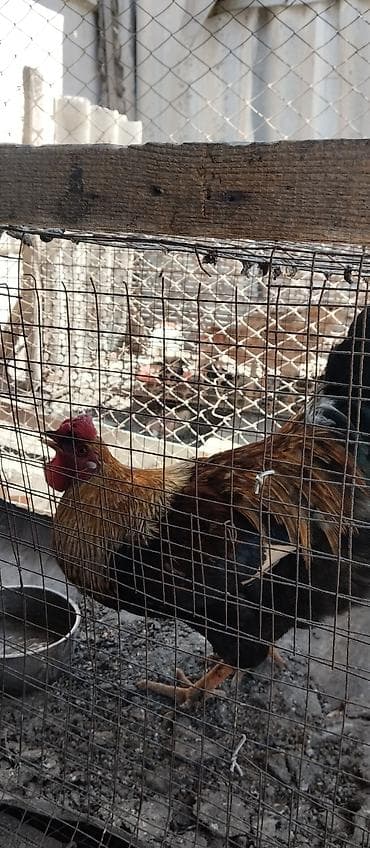 птицы бишкек: Продам петуха домашний — 1