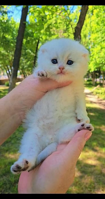 Шиншиллы: Шотландские котята. Scottish fold окрас серебристая шиншилла — 4