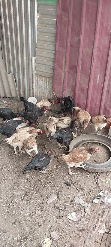 кошка жалал абад: Сатам | Тооктор | Тебиштирүүчү | Көбөйтүү үчүн — 6