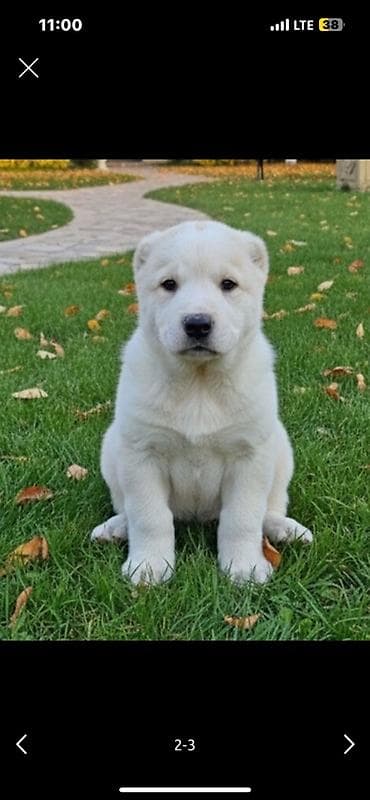 купить кавказскую овчарку: Алабай, 5 месяцев, Самец — 1