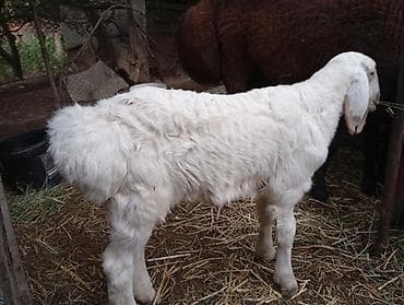 продаю инкубатор: Продаю | Баран (самец) | Арашан | Для разведения | Ярка — 5