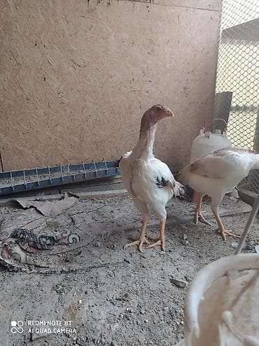 балык кумара: Дакан, кореец мекиш жожолор сатылат Бишкек ак ордо 2 шт 4000 с тукумга — 1