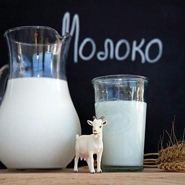 Козье молоко Свежее - Натуральное козье молоко свежего удоя - Мягкий lalafo.kg да Козье молоко Свежее - Натуральное козье молоко свежего удоя - Мягкий