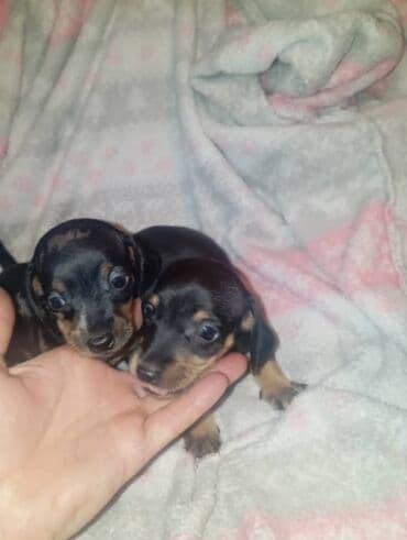 купить элитного щенка немецкой овчарки: Продаются щенки породы таксы, полтора месяца, две девочки — 1