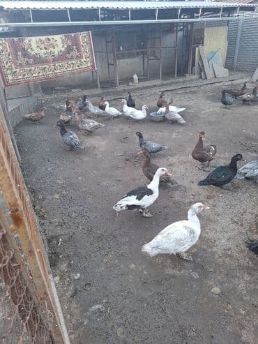 купить собаку шпица недорого: Продаю тяжёлую линию уток.Есть так же гуси порода мамут — 8