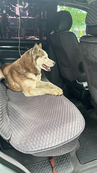 аванте кошка: Нашли хаски — 2