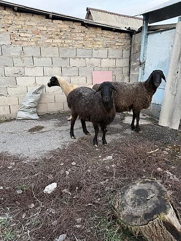 кунан сатам: Сатам | Ургаачы кой (ургаачы) | Көбөйтүү үчүн | Бооз, Ургаачы, Токту — 3