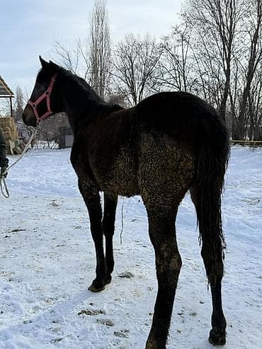 Другие животные: Продаю | Жеребенок | Конный спорт | Племенные — 2