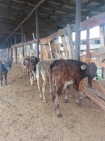 мальки рыб: Продаю | Музоо, торпок | На откорм — 7