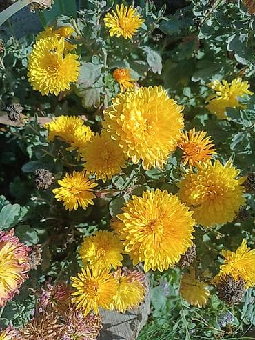 питомник растений: Продаю декоративные растения НЕДОРОГО . Почаопокровные — 9