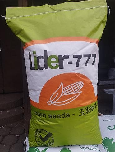 Сапаттуу жугору уруктар 🌽🌽🌽келишим баада тазалыгына жана чыгышына at lalafo.kg Сапаттуу жугору уруктар 🌽🌽🌽келишим баада тазалыгына жана чыгышына