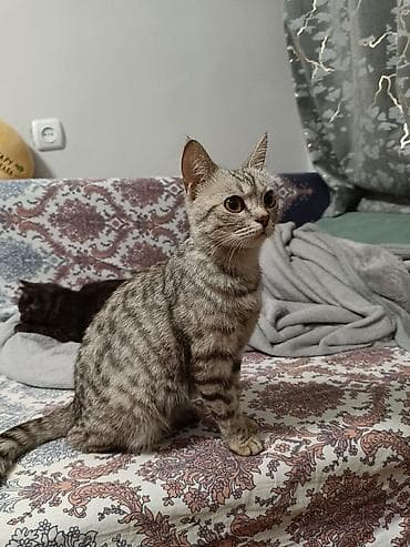 общитя: Котята домашние, короткошёрстные. Описание: - Окрас: один — 4