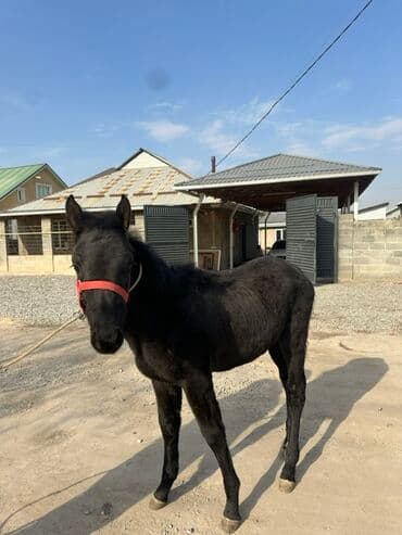 Кемирүүчүлөр: Сатам | Тай | Ат спорту — 1