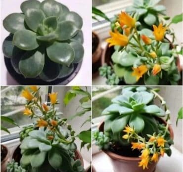 Декор и интерьер: Хлорофитумы. распродажа Хлорофитум - можно по праву назвать — 17