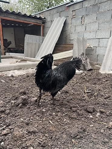 зерно очистить: Продаю | Петух | Для разведения — 4