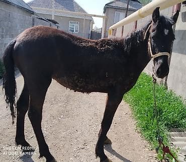 бычки породистые: Продаю | Жеребец | Рабочий — 1