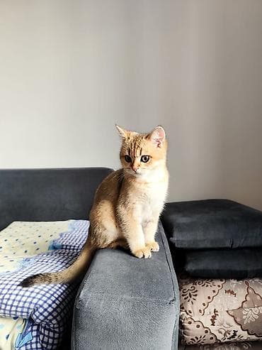 британская короткошерстная кошка: Скотиш Страйт (Шотландская прямоухая), 5 месяцев, Мальчик, Золотая шиншилла, Приучена к лотку — 2