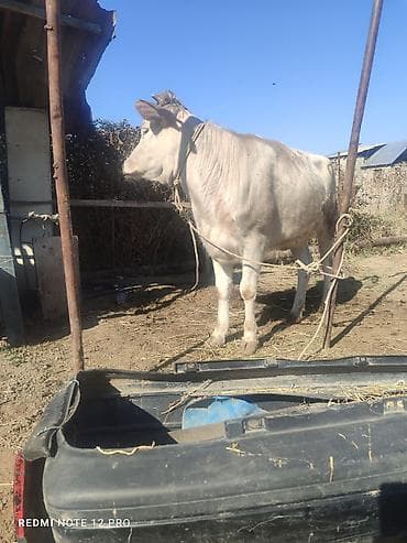 бык сментал: Продаю | Бык (самец) | Полукровка | На откорм | Привязанные — 3