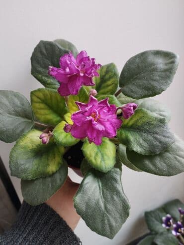 семена арбузы: Продаю фиалки есть детки — 5