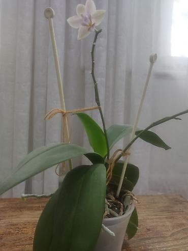 пл: Орхидеи фаленопсис в горшках - Сорта с крупными соцветиями: 1) — 10