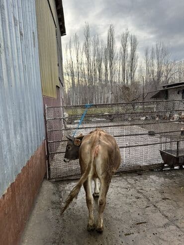 куда можно отдать собаку в бишкеке: Продаю | Тёлка | На откорм | Племенные — 3