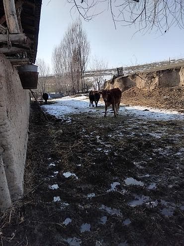 бенгальская кошка домашняя: Продаю | Корова (самка) | Для молока — 3