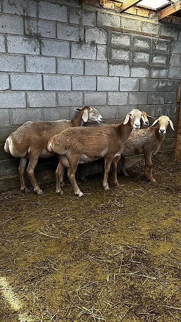 голуби птицы животный: Продаю | Овца (самка) | Для разведения — 2