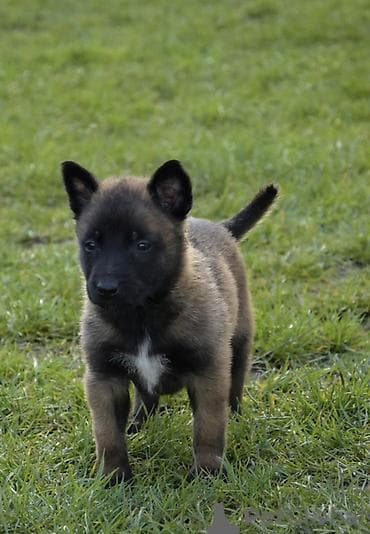 Животные: Щенки бельгийской овчарки малиной (Malinois) - Тип: рабочая и — 1