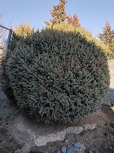 саженцы вишни: Саженцы деревьев: Ели, Самовывоз — 3