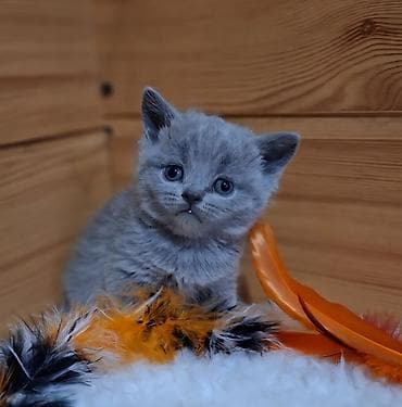 котенок мейн кун цена: Продаётся чистокровный шотландский — 3