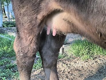 пчелы матки: Продаю | Корова (самка) | Для молока | Привязанные — 10