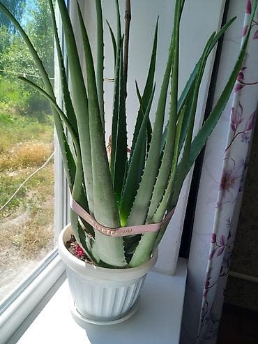 Дом и сад: Алоэ (Aloe vera) в горшке. - Крупное взрослое растение с мясистыми — 1