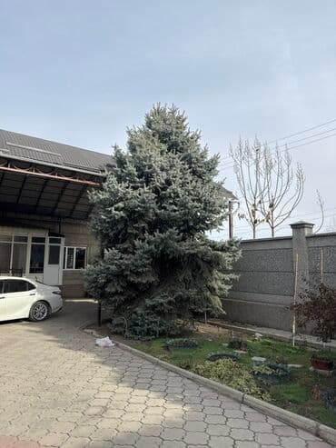 Ель голубая (Picea pungens ‘Glauca’) — крупномерные деревья для