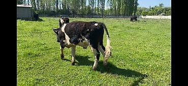 быки оптом: Продаю | Бык (самец) — 3