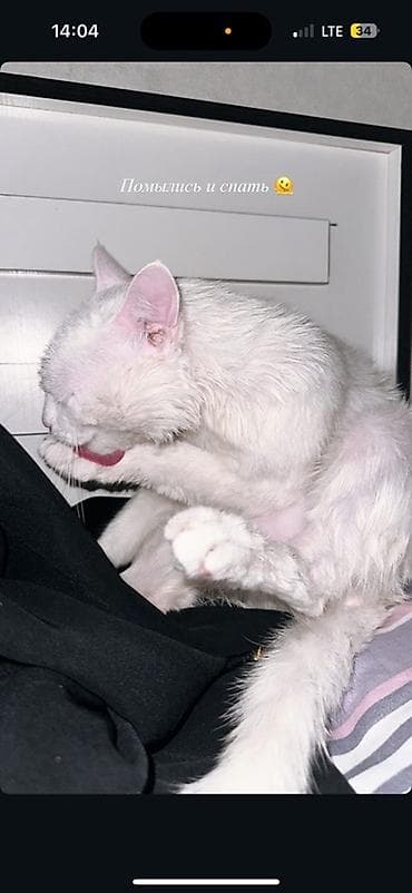 Кошки: Ангорская, 1 год, Мальчик, Белый — 3