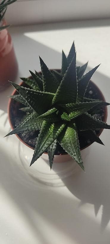 Хавортия (Haworthia), компактный суккулент в пластиковом горшке