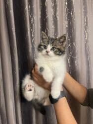 домик для кошек: Скотиш Страйт (Шотландская прямоухая), 2 месяца, Мальчик, Приучена к лотку, Проглистована, С документами — 7