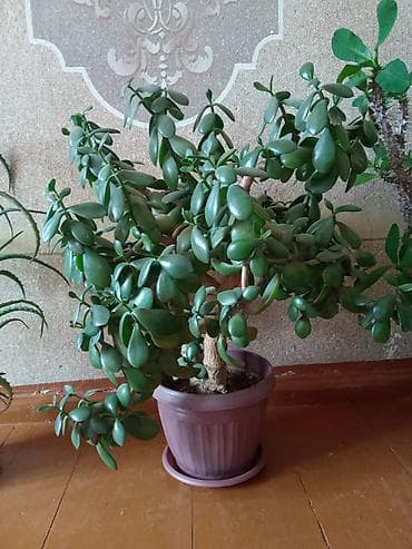 алоэ: Толстянка (денежное дерево) и алоэ в горшках - Крупные — 3