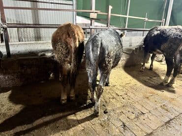 продаю дойных коров: Продаю | Тёлка | На откорм | Привязанные — 4