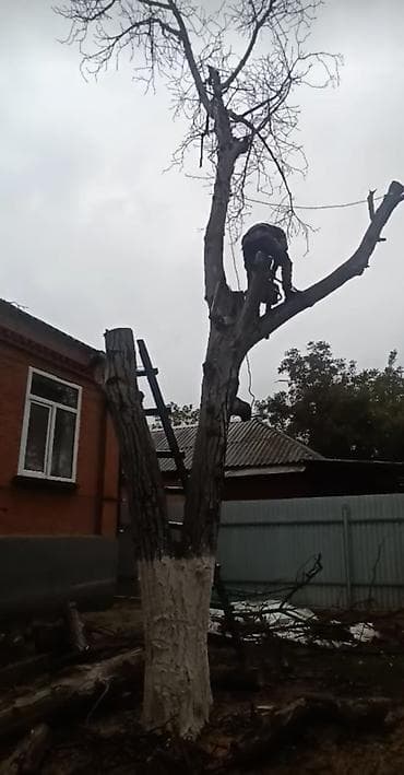 вьющиеся растения: Профессиональная обрезка и спил деревьев альпинистом - Высотные — 3