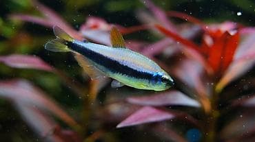 рыба маринка: 🐟 Тетра Керри (Inpaichthys kerri) Небольшая мирная стайная рыбка с — 1