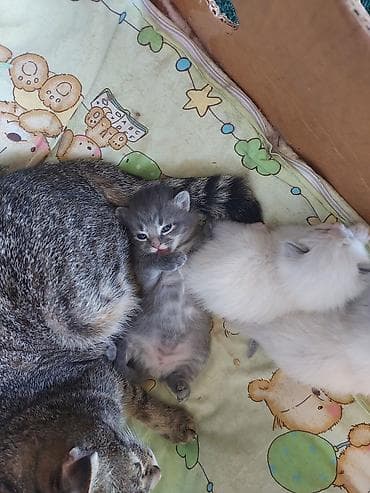 Отдам даром кошку: Котята, помет из 3 малышей. полукровки у одной уши как у мамы вислые — 8