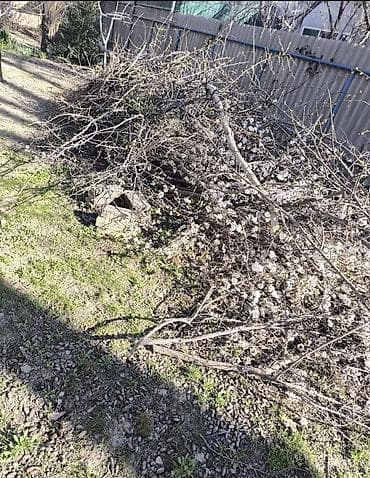 сухой: БЕСПЛАТНО ОТДАЮ ВЕТКИ доски . РАЙОН КОЖ ЗАВОДА . Сухие ветки и — 3