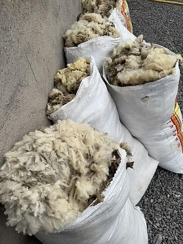 Овечья шерсть в мешках - Натуральная немытая шерсть после стрижки, в