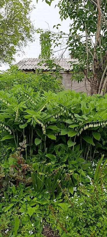 диффенбахия купить: Продаю сыть много цена 50с.за объем среднего цветочного горшка — 3