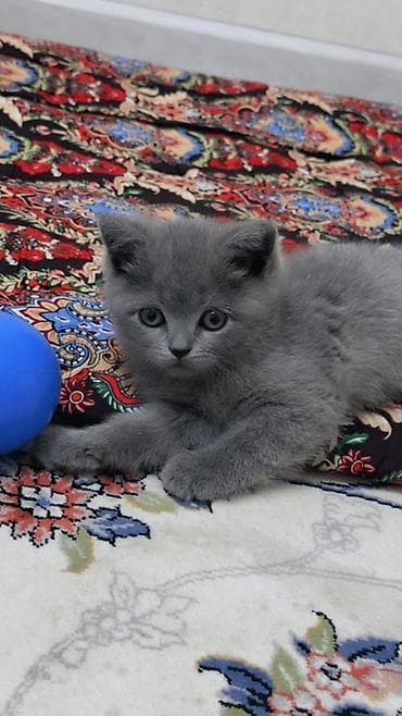 кошка беловодск: Британ кыска жүндүү, 2 айлык, Ургаачы, Боз, Лотокко барууга үйрөтүлгөн — 2